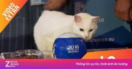 ảnh chụp màn hình mèo tiên tri dự đoán bóng đá hôm nay