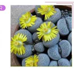 đá trổ bông đọc hiểu