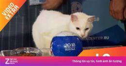 giao diện app mèo tiên tri dự đoán bóng đá hôm nay