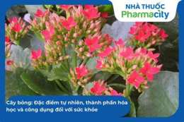 hướng dẫn sử dụng cây bỏng dạ